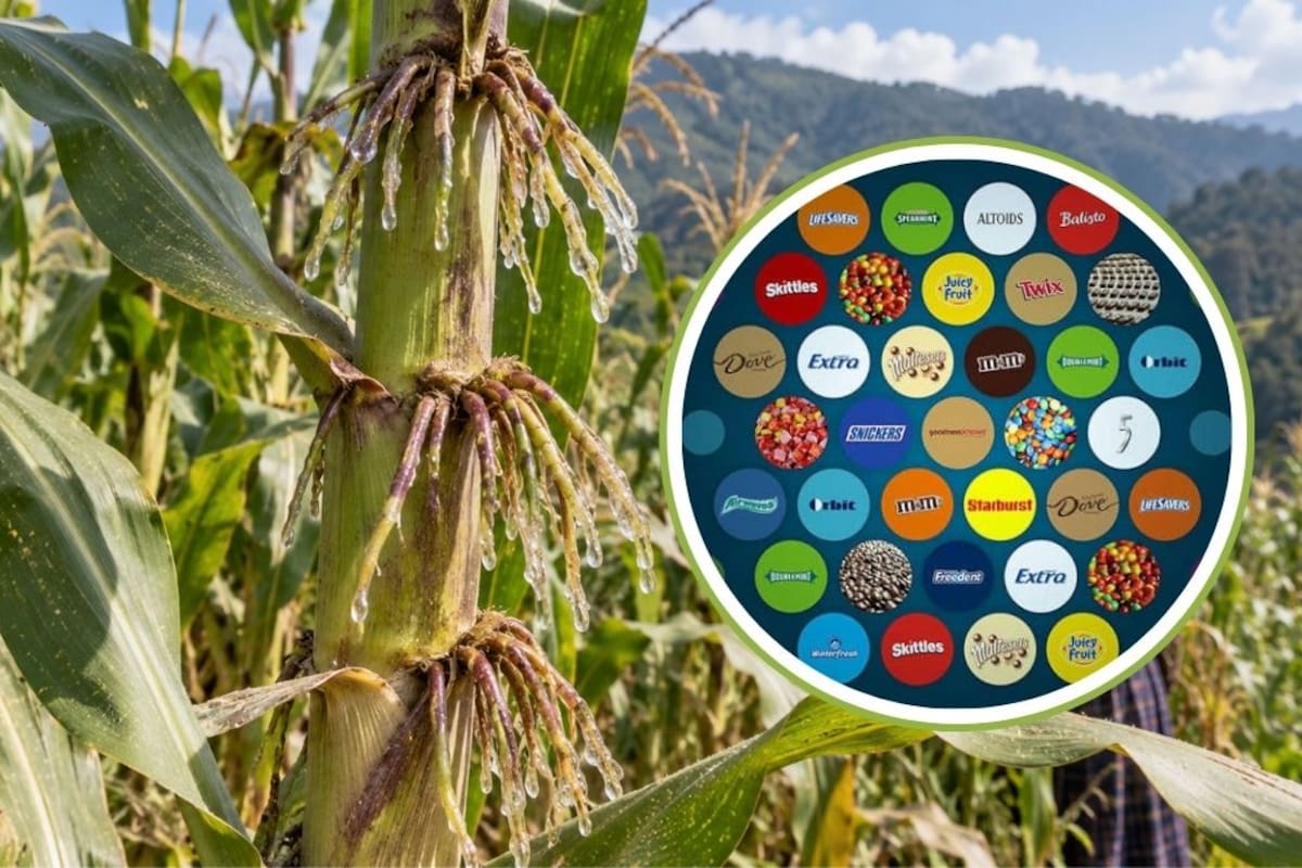 Un maíz de Oaxaca puede obtener hasta el 82% de su nitrógeno del aire y llamó la atención de la empresa detrás de M&M’s y Snickers: ¿qué tiene de especial y por qué desató denuncias de biopiratería?