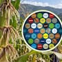 Un maíz de Oaxaca puede obtener hasta el 82% de su nitrógeno del aire y llamó la atención de la empresa detrás de M&M’s y Snickers: ¿qué tiene de especial y por qué desató denuncias de biopiratería?