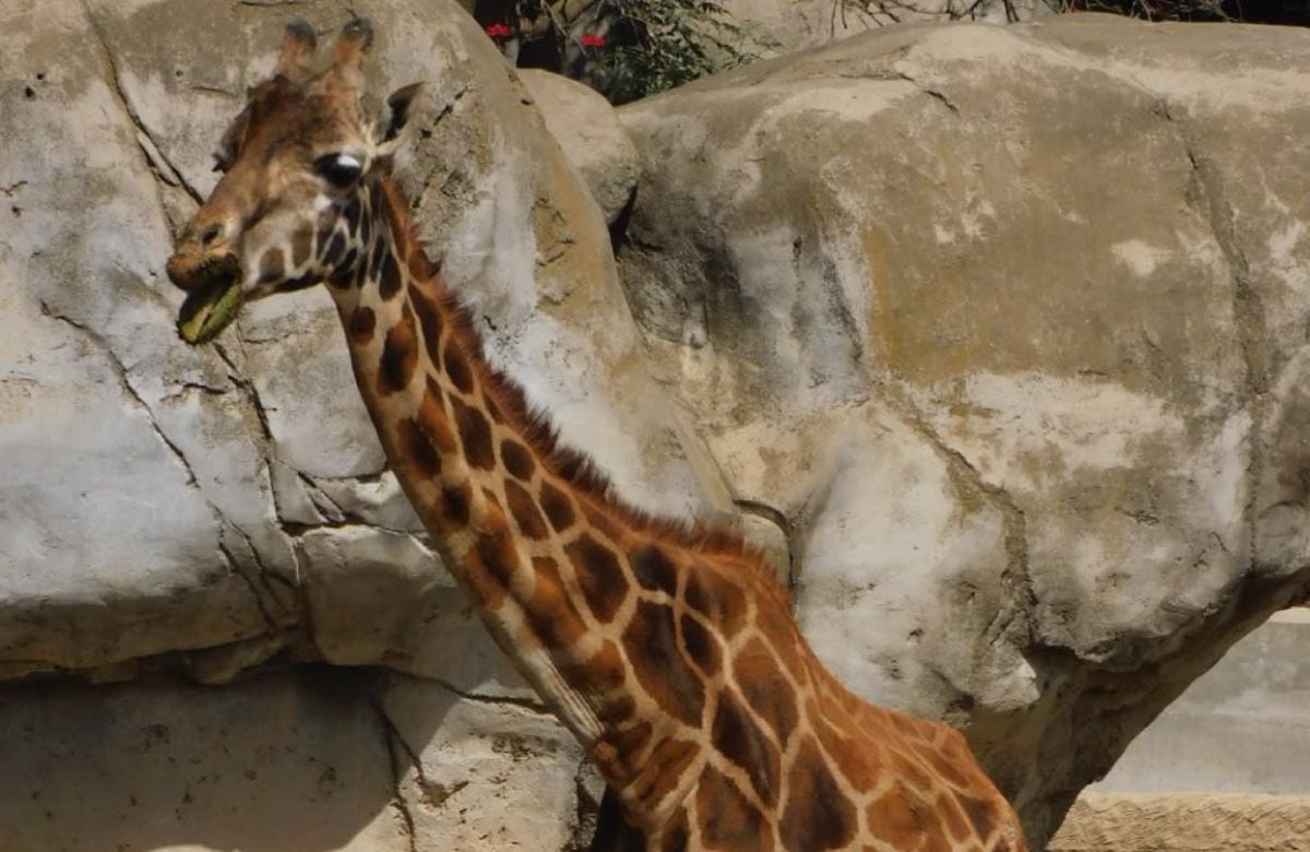 Vivió más de tres décadas en el Centro de Conservación de Vida Silvestre de Chapultepec. | Crédito: Sedema