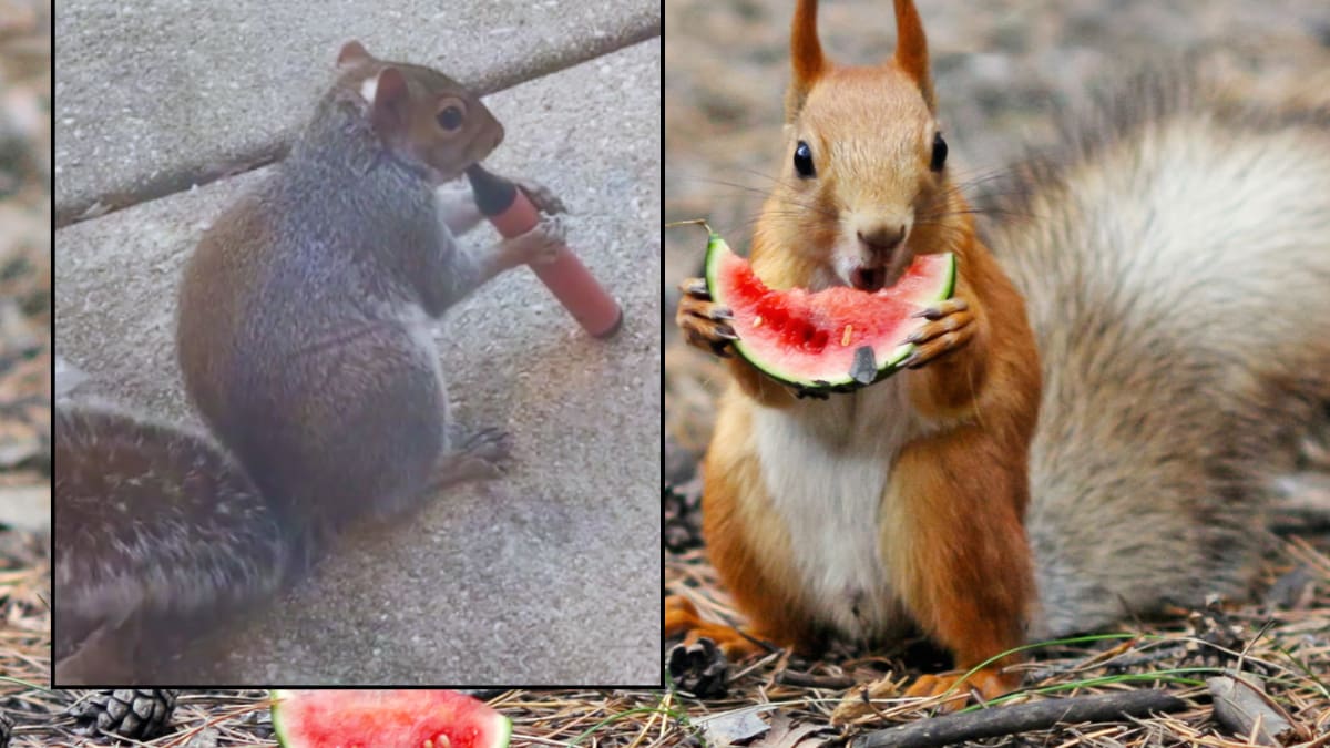 Captan en video a ardillas “vapeando”: expertos revelan que los animales están confundiendo el aroma frutal de los cigarrillos electrónicos con fruta, exponiéndolas a nicotina, químicos y microplásticos