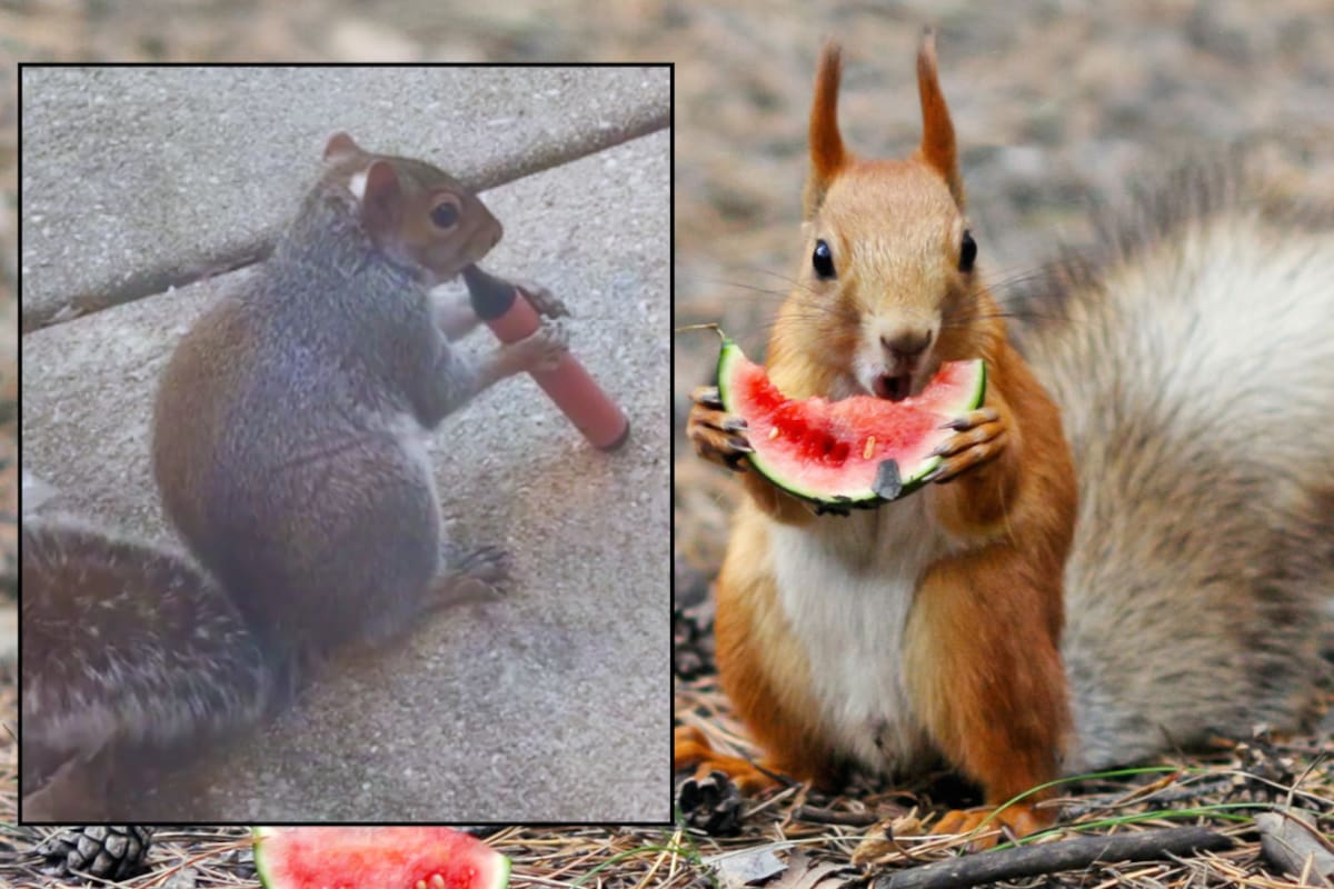 ¿Ardillas “vapeando”? Expertos aclaran que en realidad el aroma frutal de los cigarrillos electrónicos las engaña y las expone a riesgos