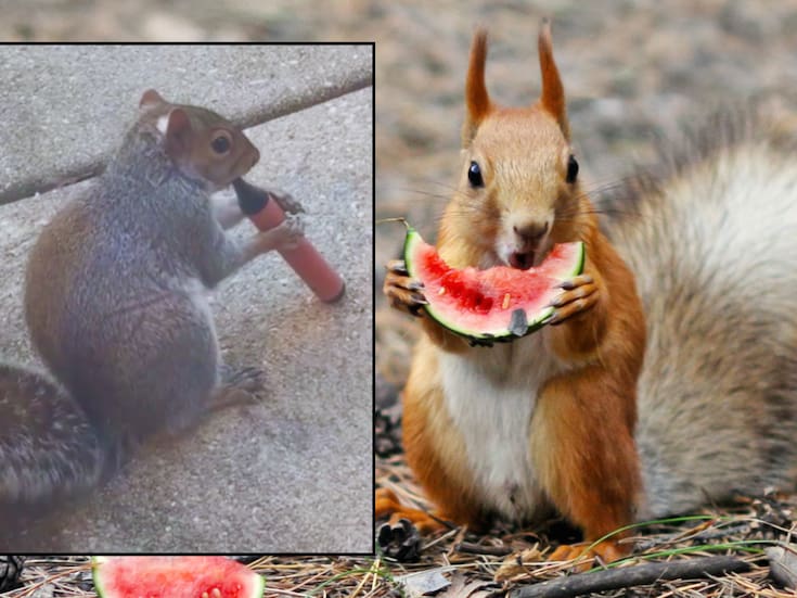 ¿Ardillas “vapeando”? Expertos aclaran que en realidad el aroma frutal de los cigarrillos electrónicos las engaña y las expone a riesgos