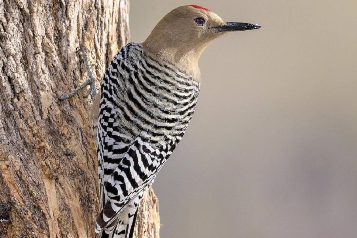 Conoce un sinfín de especies emplumadas en Cochise