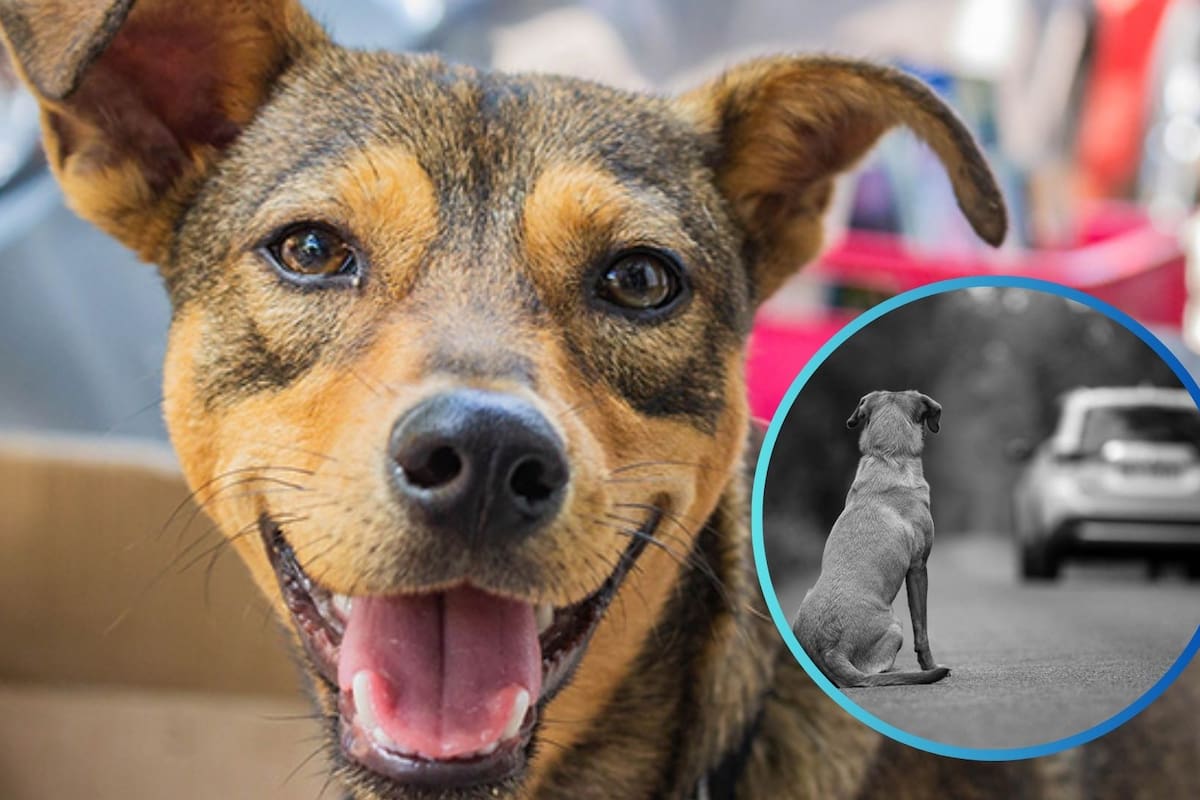 6 puntos para combatir el abandono animal