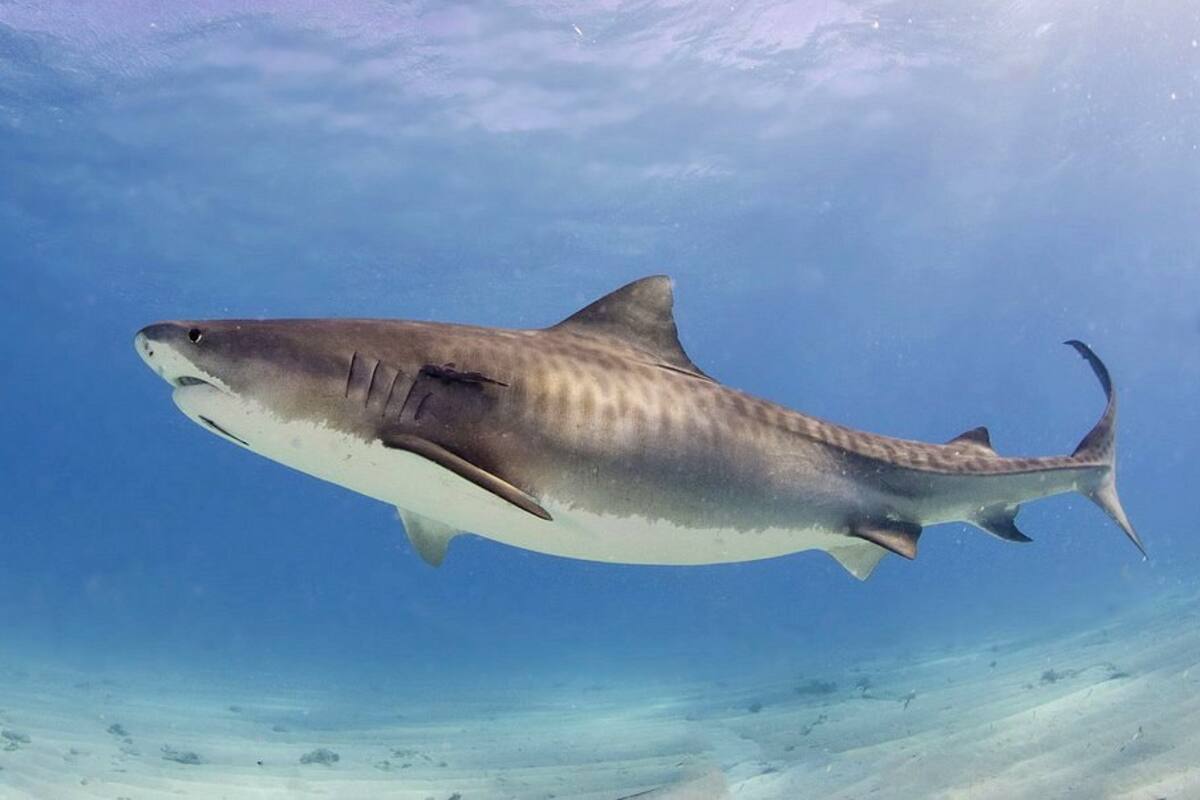 Captura un tiburón de 136 kilos con una caña de pescar