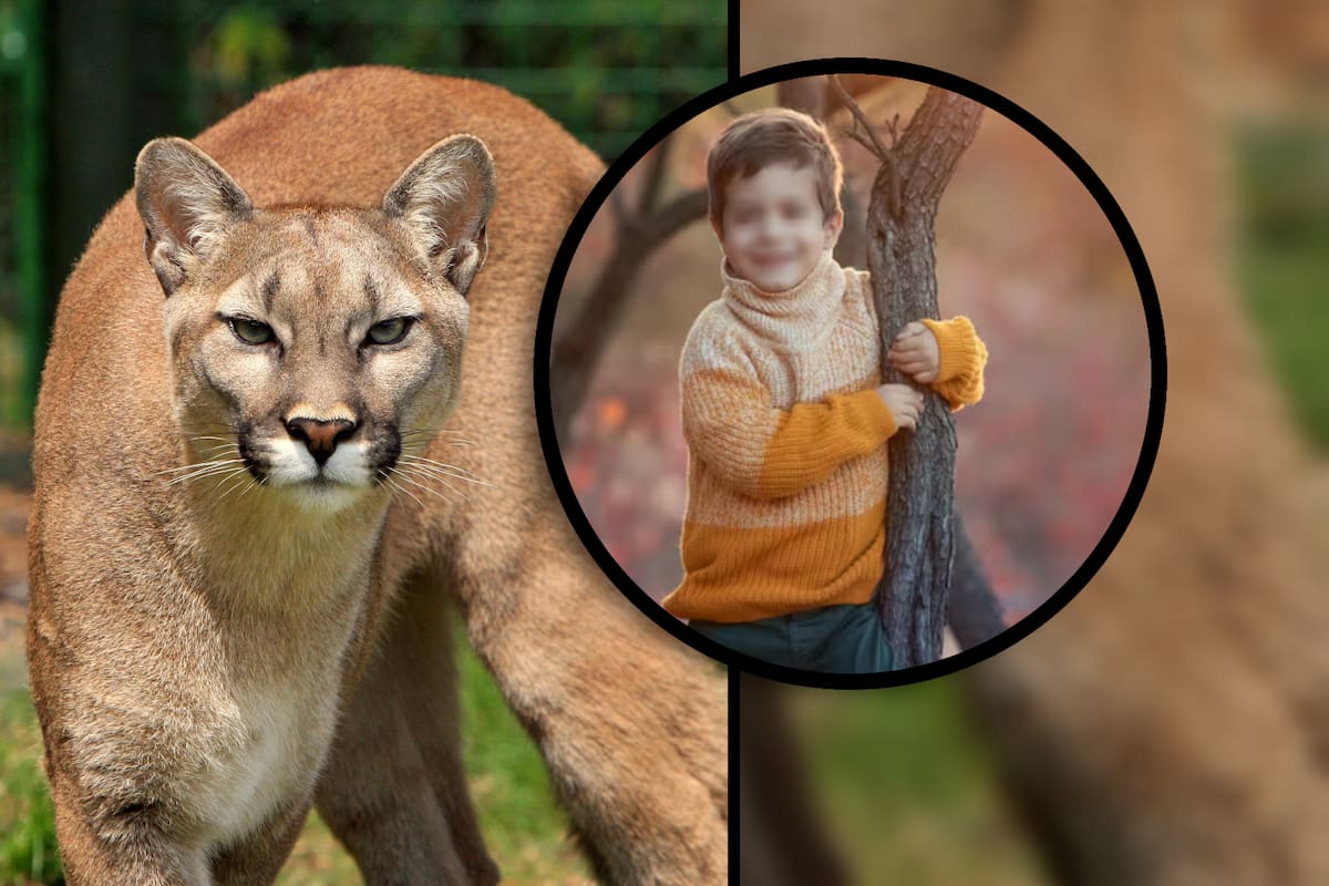 Niño de 5 años sobrevive ataque de puma en California; el animal fue sacrificado porque era una “amenaza”