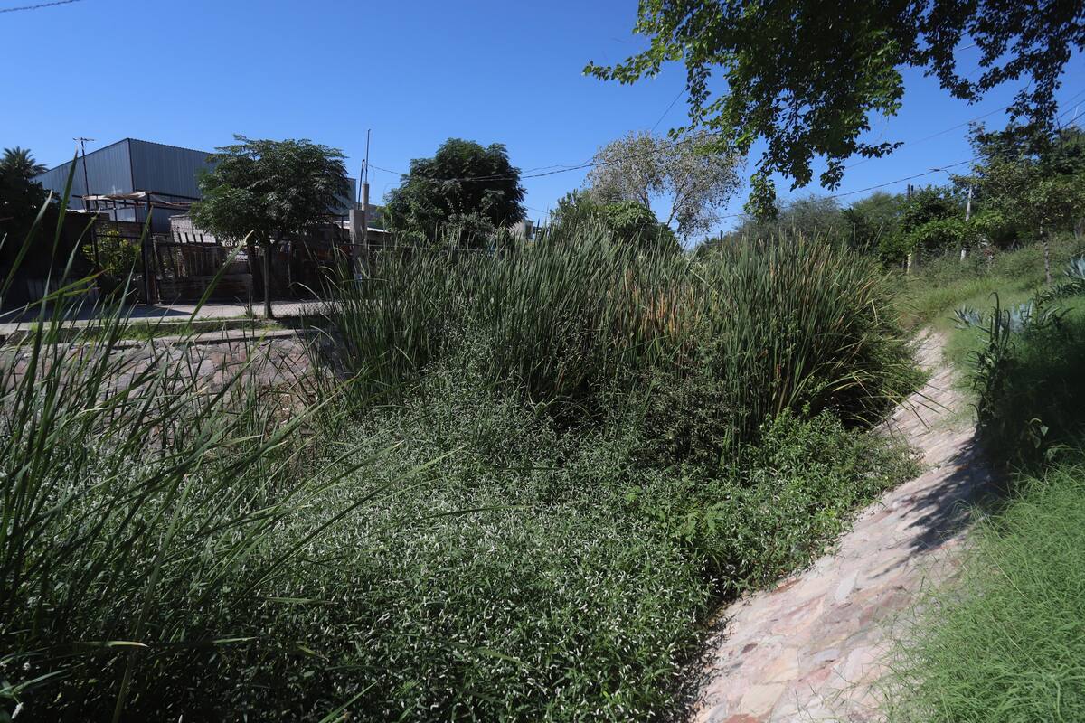Ya no aguantan los mosquitos en el Coloso