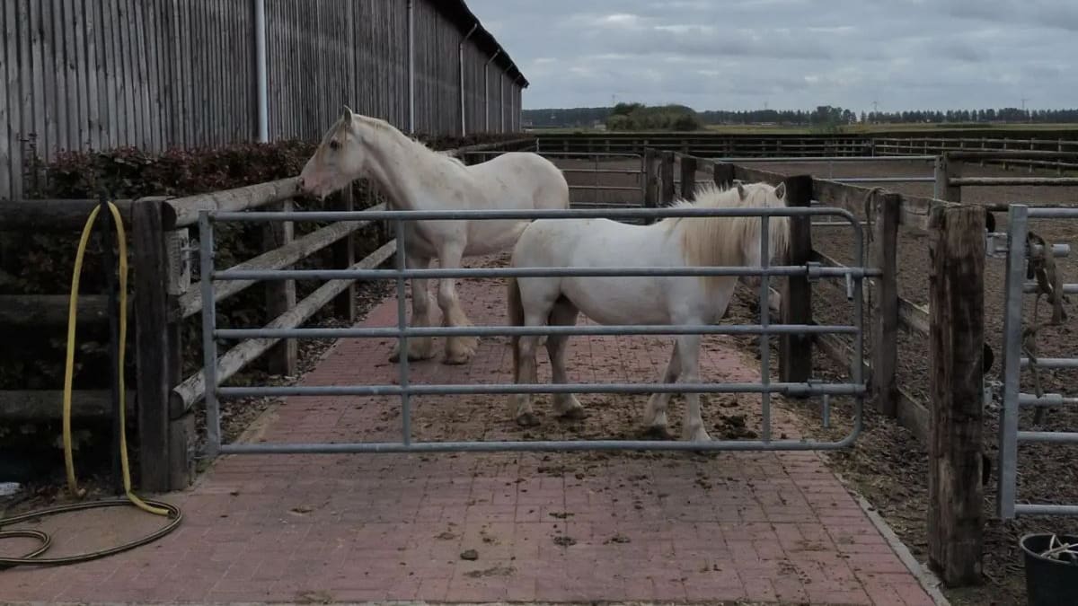 Europol desarticula una red que traficaba caballos por Europa con pasaportes falsificados y microchips manipulados en una operación con casi 200 agentes de Bélgica, Francia, Irlanda y Países Bajos