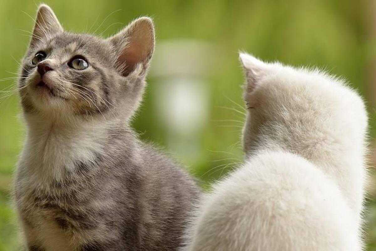Investigan caso de crueldad animal en Yuma