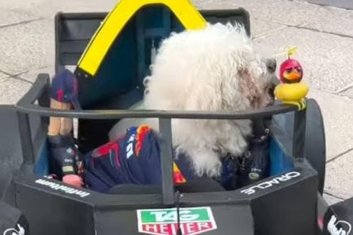 Fabbio: el perrito más famoso por tener un monoplaza igualito al de Checo Pérez