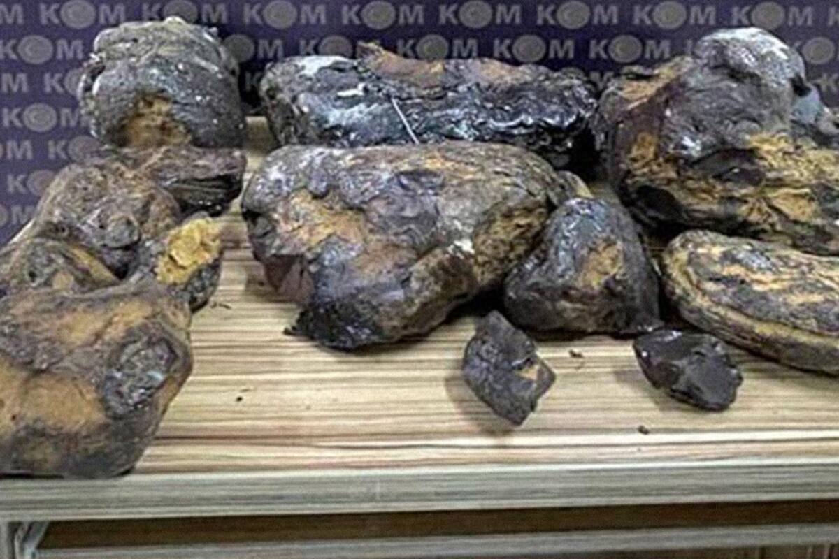 Decomisan en Turquía 'vómito de ballena' con valor de más de 730 mil dólares