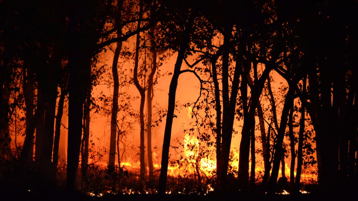 Los incendios forestales de 2025 en Turquía, Grecia y Chipre fueron los más intensos registrados en Europa, agravados por el cambio climático/Foto: Canva
