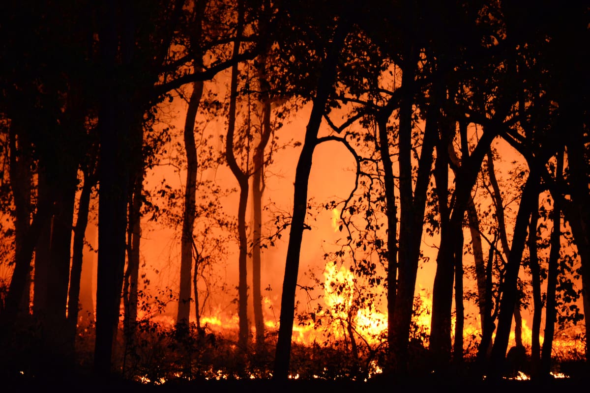El cambio climático hizo que los incendios forestales mortales en Turquía, Grecia y Chipre fueran más intensos, según un estudio