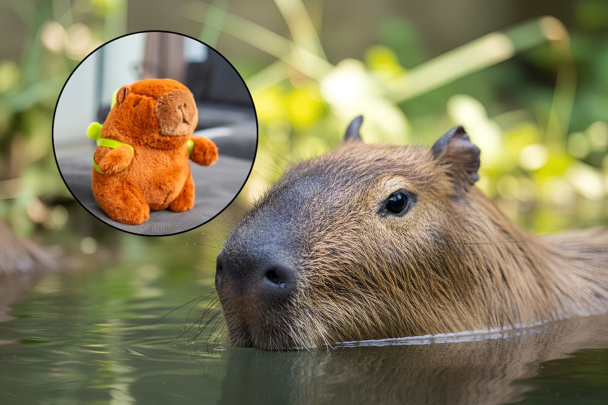 ¡Dos capibaras llegarán al Zoológico de Culiacán este fin de semana! La entrada será gratuita y las familias podrán participar en la elección de sus nombres