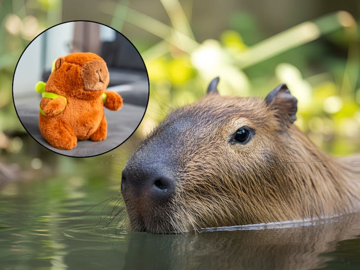 ¡Dos capibaras llegarán al Zoológico de Culiacán este fin de semana! La entrada será gratuita y las familias podrán participar en la elección de sus nombres
