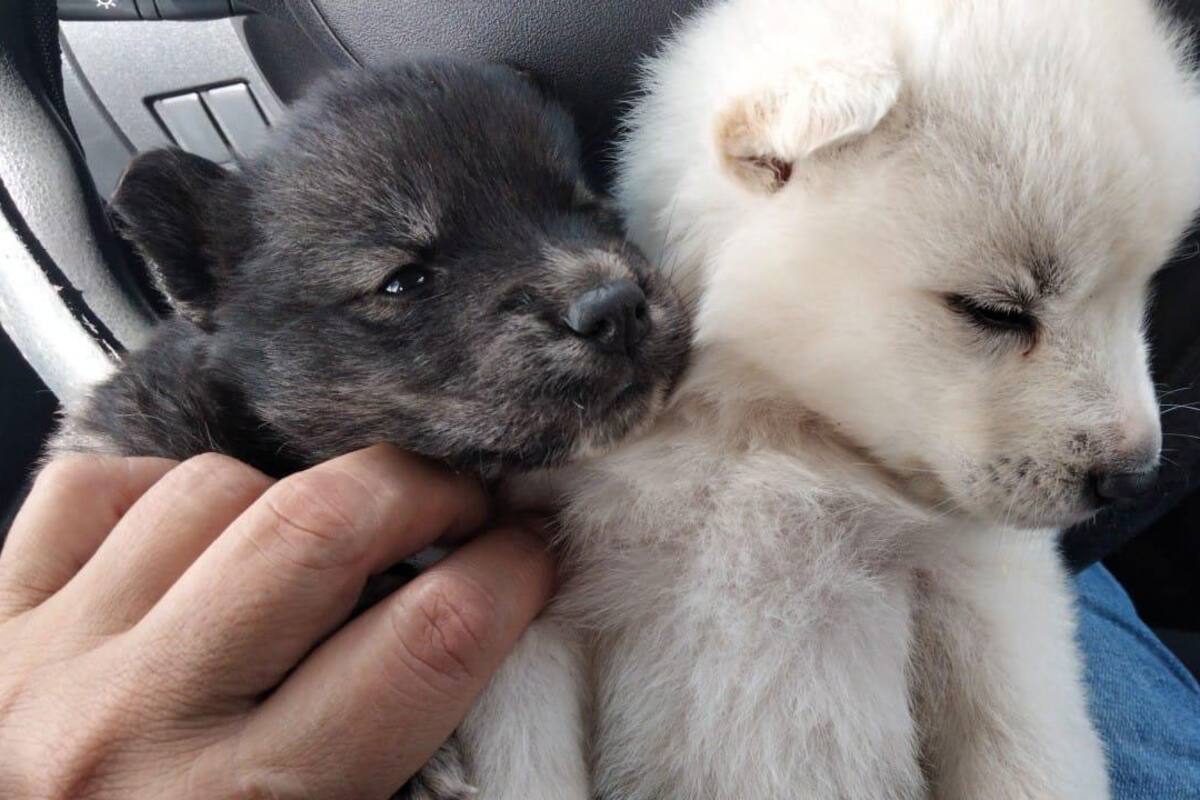 Rescatan a dos cachorros que eran vendidos en la garita de San Ysidro