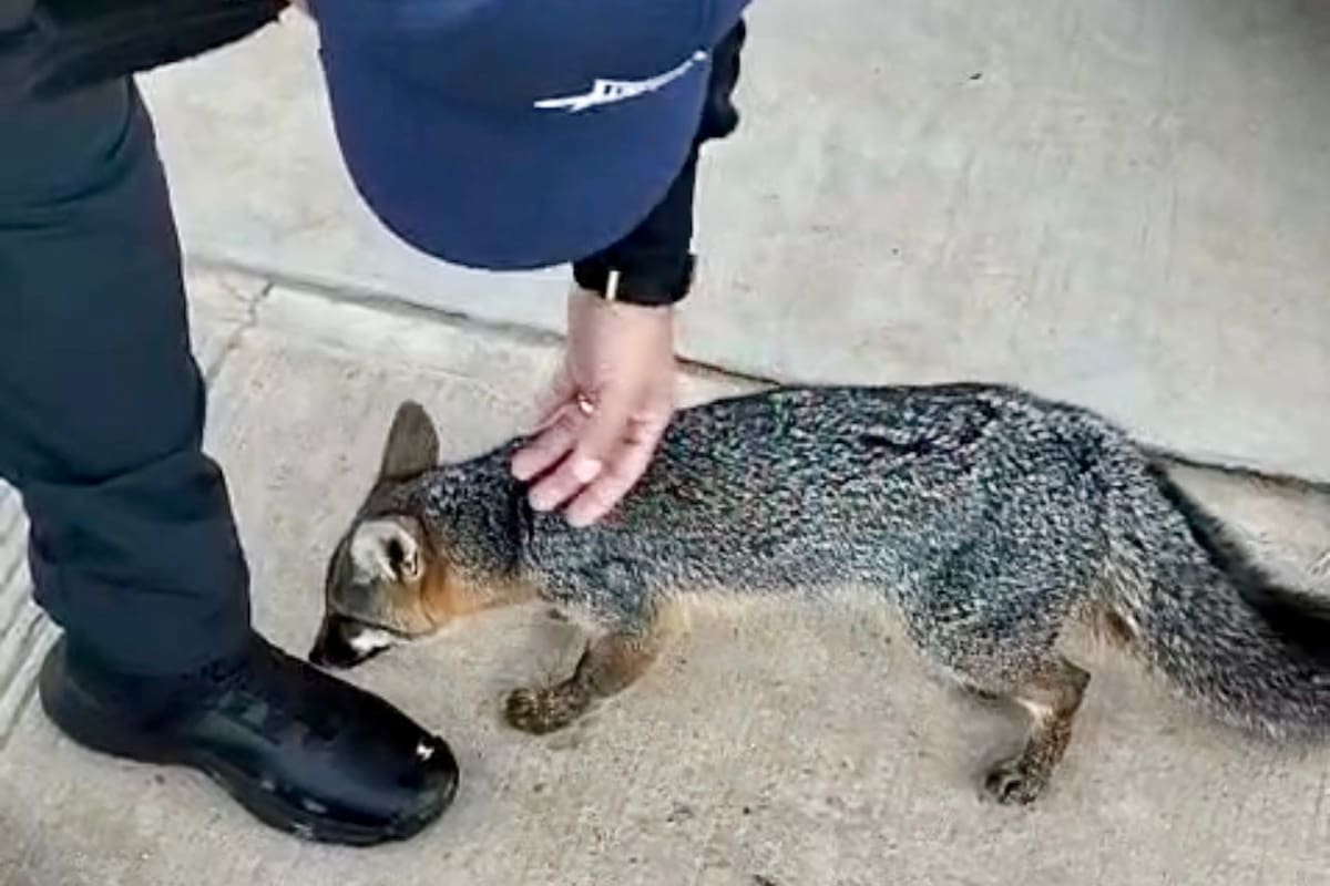 Policías rescatan a un zorro gris en Ensenada