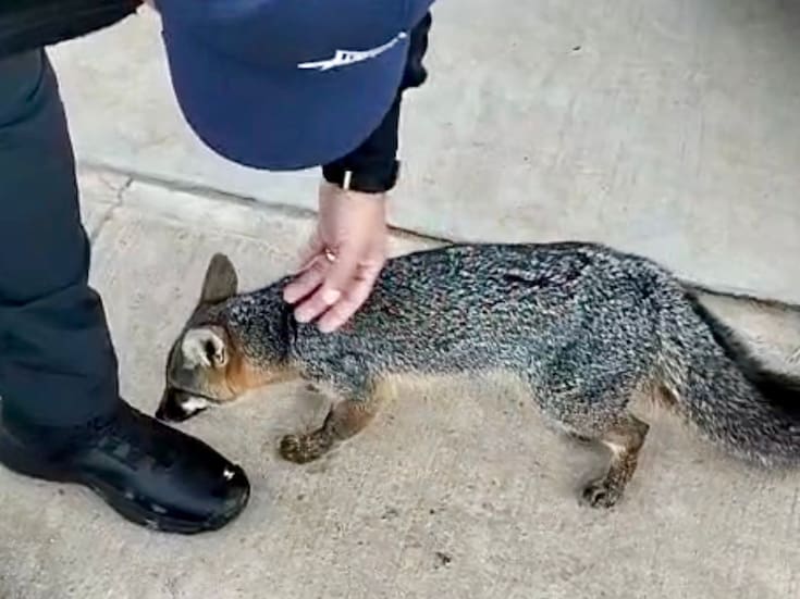 Policías rescatan a un zorro gris en Ensenada