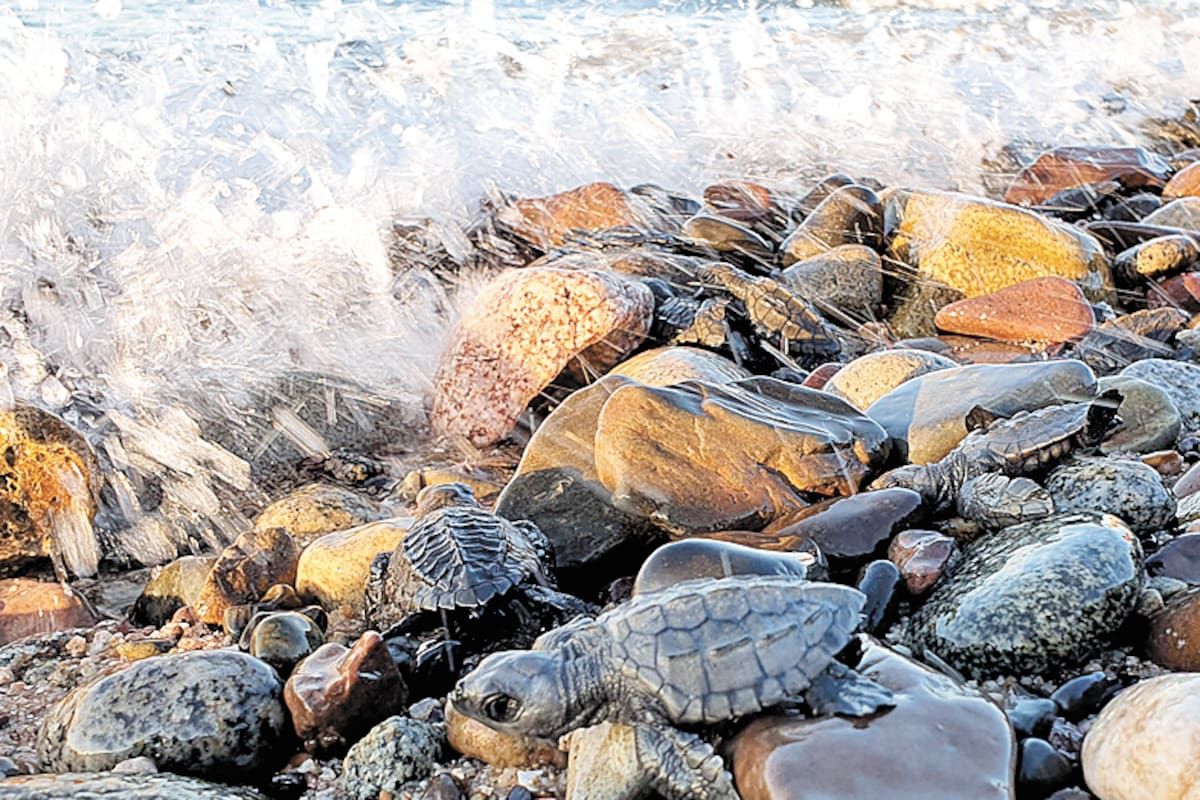 Liberan más de mil 500 tortugas golfinas en playas de Desemboque, comunidad Comcaac de Sonora