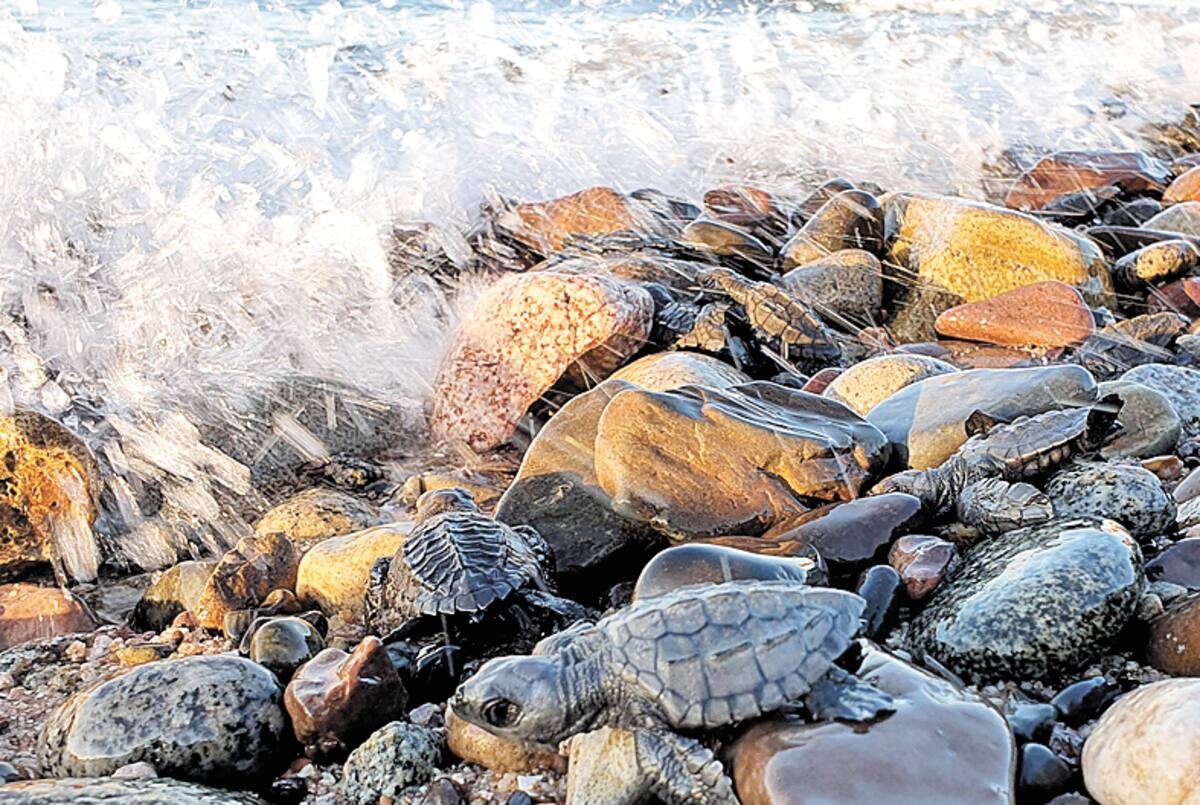 Las tortugas golfinas luchan para poder llegar al mar después de ser liberadas por el grupo de Tortugeros de la comunidad del Desemboque de los Seris.