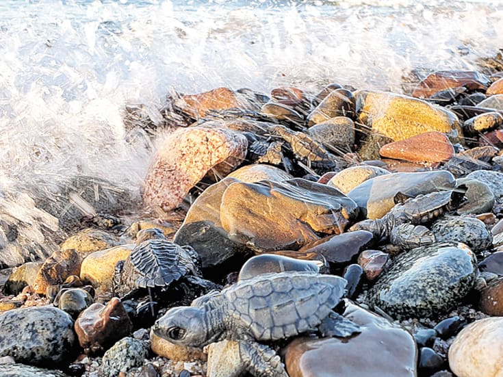 Liberan más de mil 500 tortugas golfinas en playas de Desemboque, comunidad Comcaac de Sonora