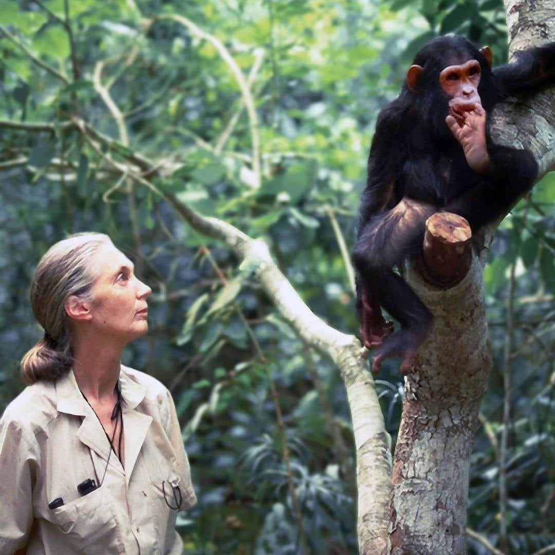 Jane Goodall I Foto: Facebook @Dr. Jane Goodall