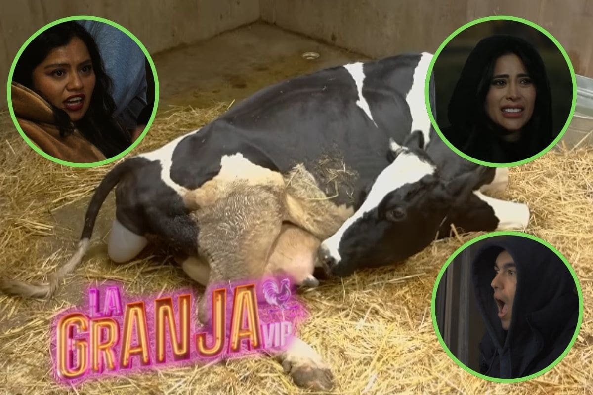 Llega un nuevo integrante “La Granja VIP”: la vaca Jacinta da luz a un becerrito; así reaccionaron los granjeros durante el parto
