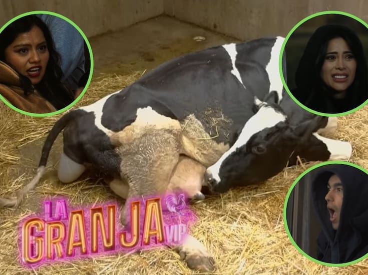Llega un nuevo integrante “La Granja VIP”: la vaca Jacinta da luz a un becerrito; así reaccionaron los granjeros durante el parto