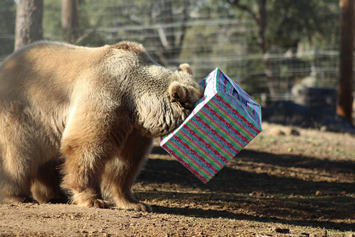 Animales abrirán sus regalos en SD