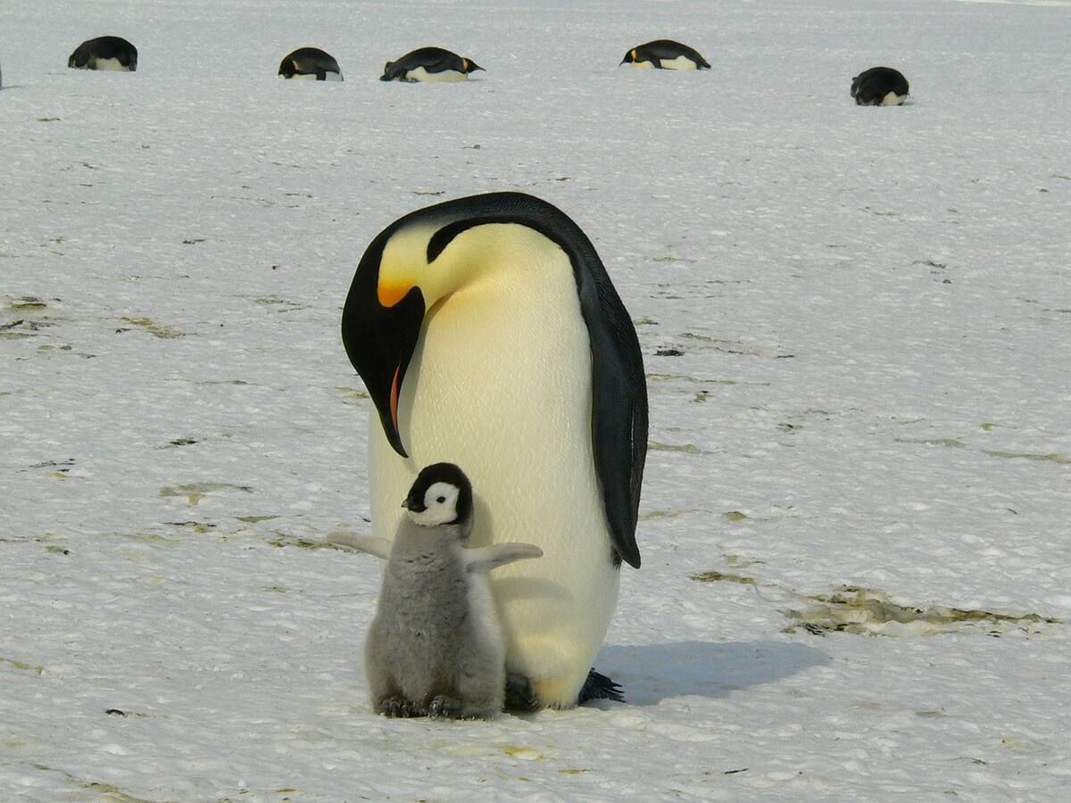 Fotografía de un Pingüino y su cría en la Antártida. Foto: Pixabay