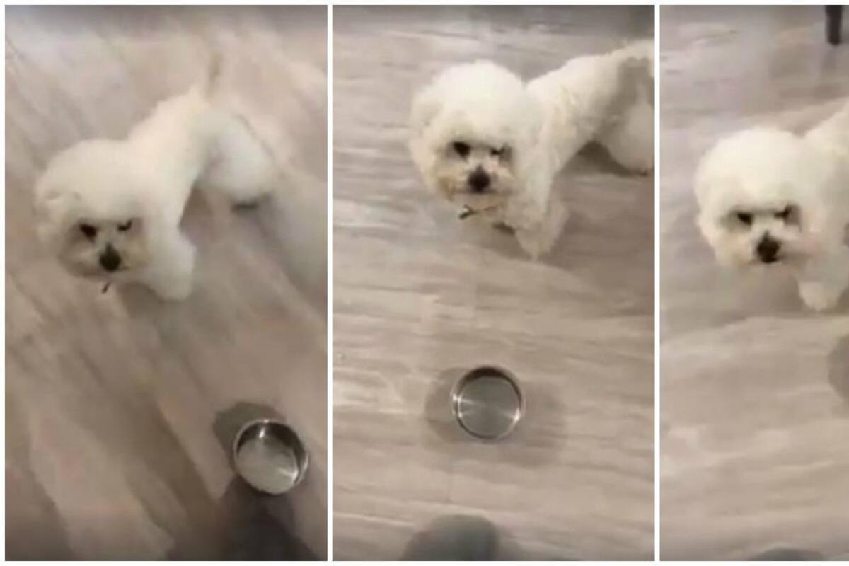 Este pequeño perro con hambre desató polémica en Facebook