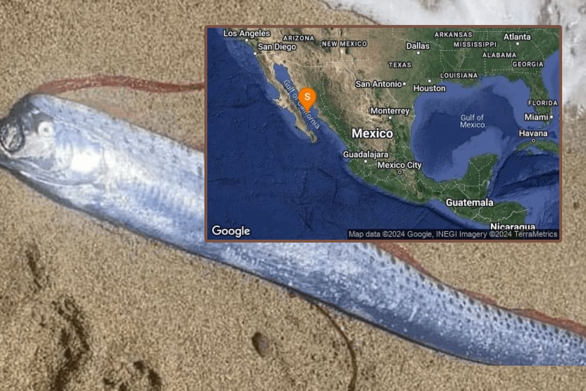 Pez Remo aparece en Baja California Sur y le atribuyen sismos desatados
