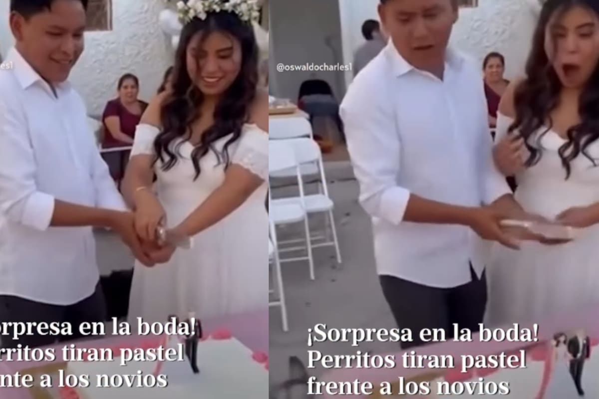 “Ni cómo enojarse con ellos.”: Perros de los novios tiran el pastel de boda justo cuando estaban por cortarlo