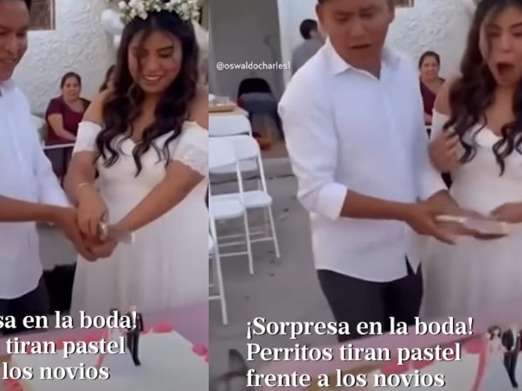 “Ni cómo enojarse con ellos.”: Perros de los novios tiran el pastel de boda justo cuando estaban por cortarlo