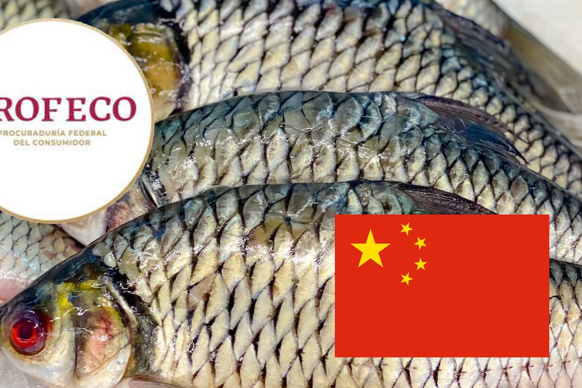 ¡Casi la mitad es hielo! Advierte Profeco de pescado tilapia traído desde China