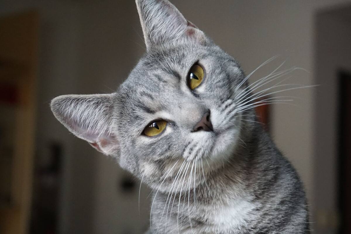 ¿Por qué tu gato no te da la bienvenida al llegar a casa?