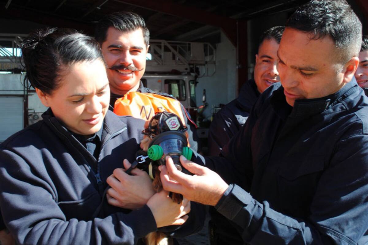 Tijuana, primera ciudad en adquirir kits de emergencia para perros y gatos