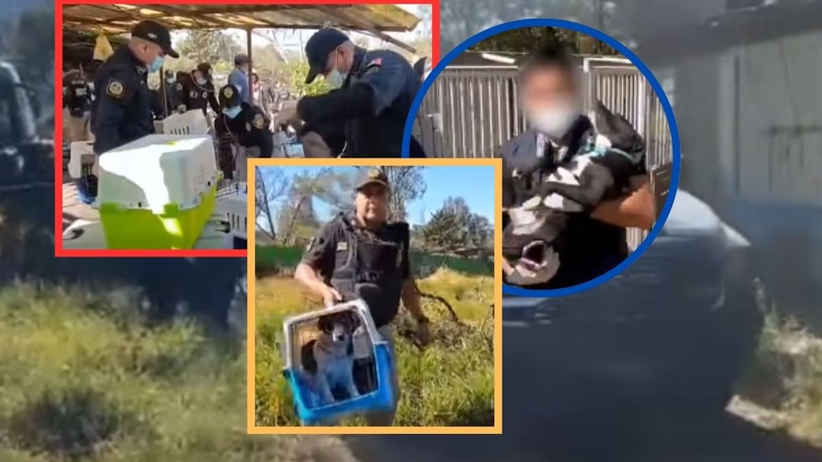 Rescatan a 936 animales en mal estado del Refugio Franciscano en Cuajimalpa, CDMX; operativo judicial se impone a disputa por terreno valuado en millones