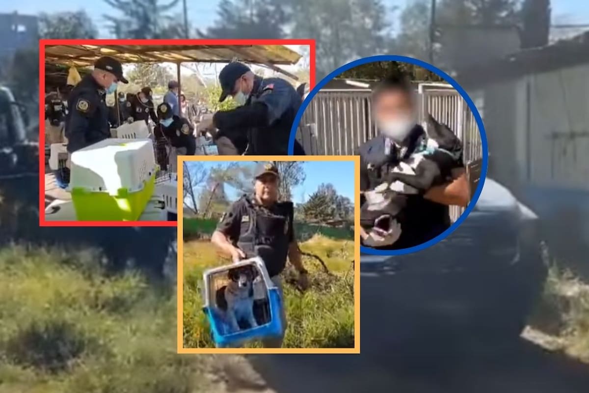 Rescatan a 936 animales en mal estado del Refugio Franciscano en Cuajimalpa, CDMX; operativo judicial se impone a disputa por terreno valuado en millones