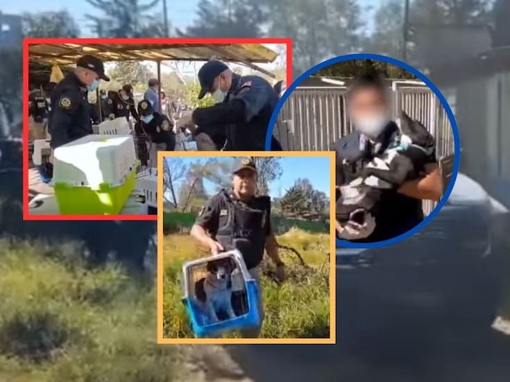 Rescatan a 936 animales en mal estado del Refugio Franciscano en Cuajimalpa, CDMX; operativo judicial se impone a disputa por terreno valuado en millones