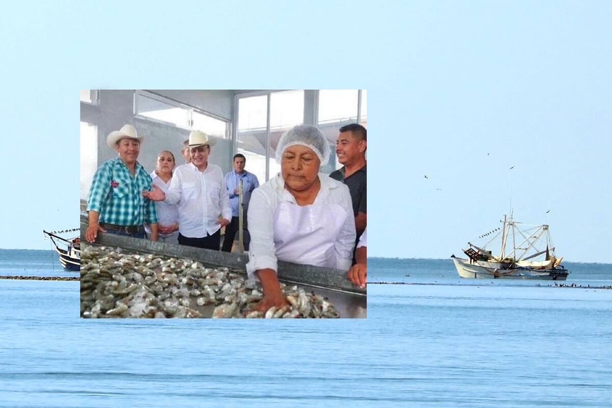 Sonora se consolida como líder en industria camaronera: Durazo