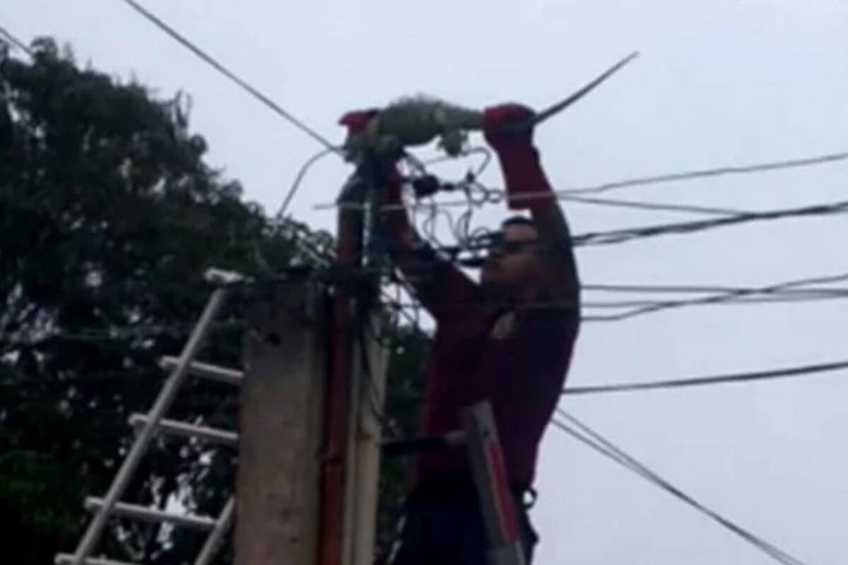 CFE rescata a iguana atorada en su cableado