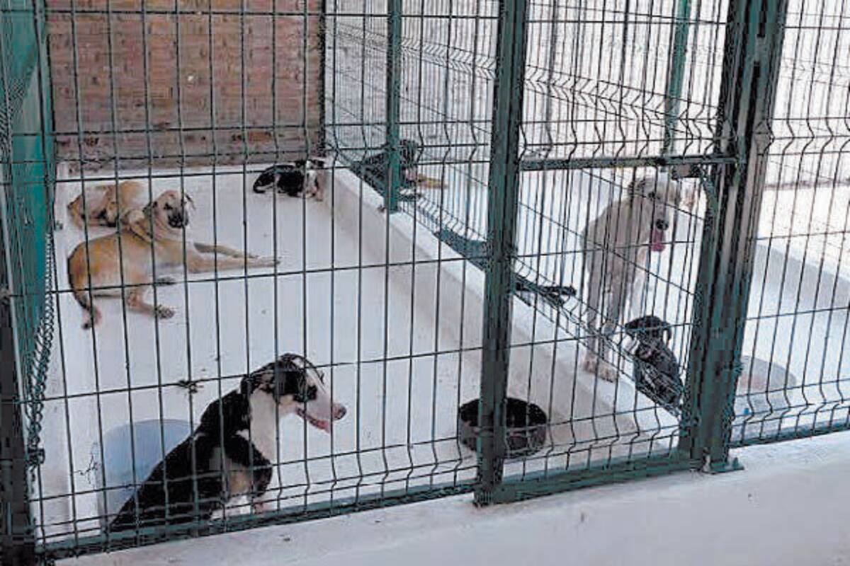 Denuncian cajemenses daños causados por animales callejeros