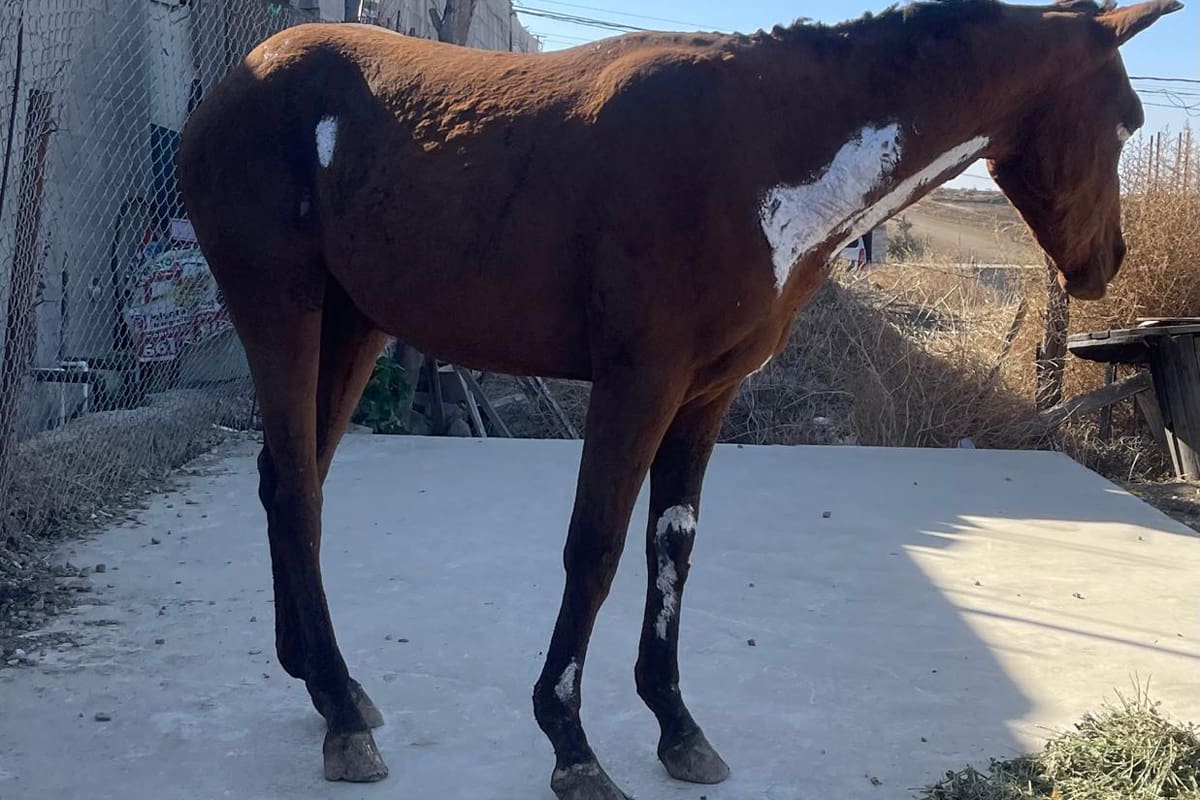 Yegua sufre quemaduras de tercer grado durante incendio en Primo Tapia