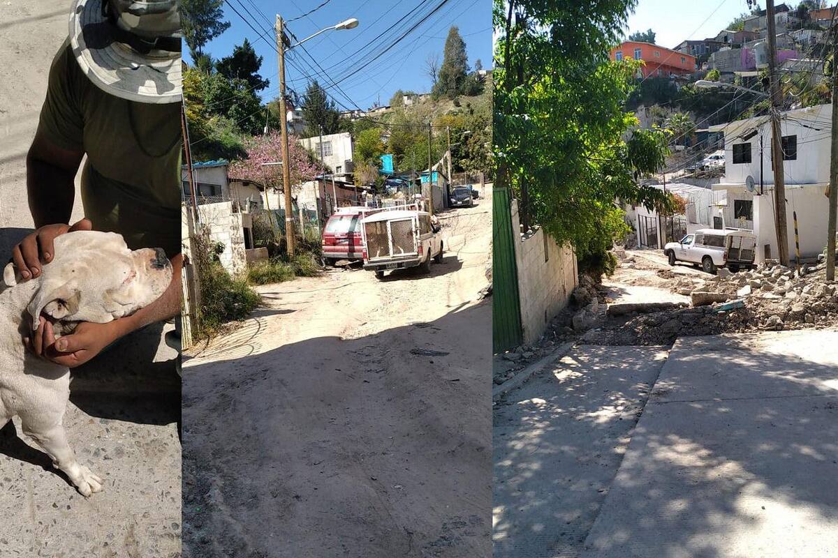 Control animal de Tijuana rescata mascotas abandonadas en Camino Verde