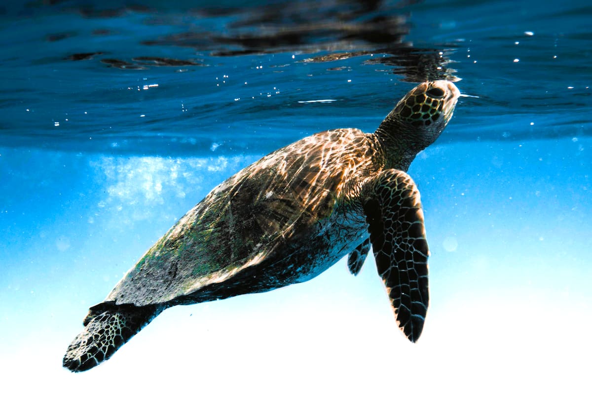 3 curiosidades de las tortugas marinas, según National Geographic