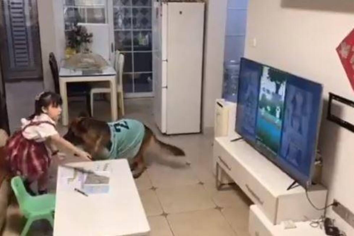 VIDEO: Este perro protege a una niña para que ella pueda hacer travesuras