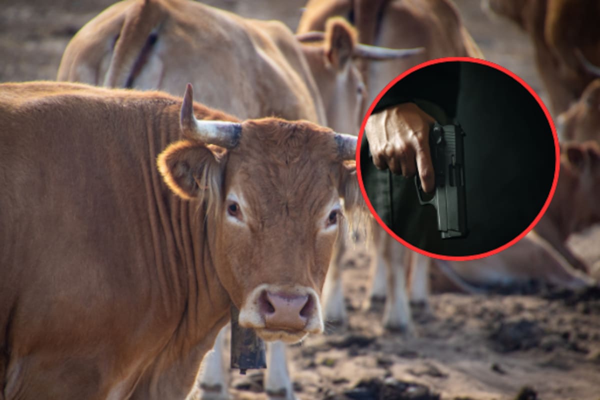 Cuatro hombres armados roban 100 toros valuados en más de 4 millones de pesos y huyen a Jalisco