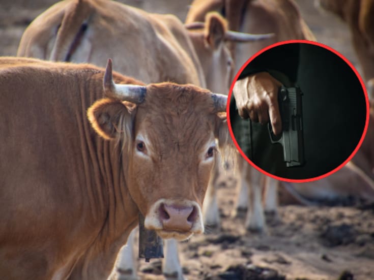 Cuatro hombres armados roban 100 toros valuados en más de 4 millones de pesos y huyen a Jalisco