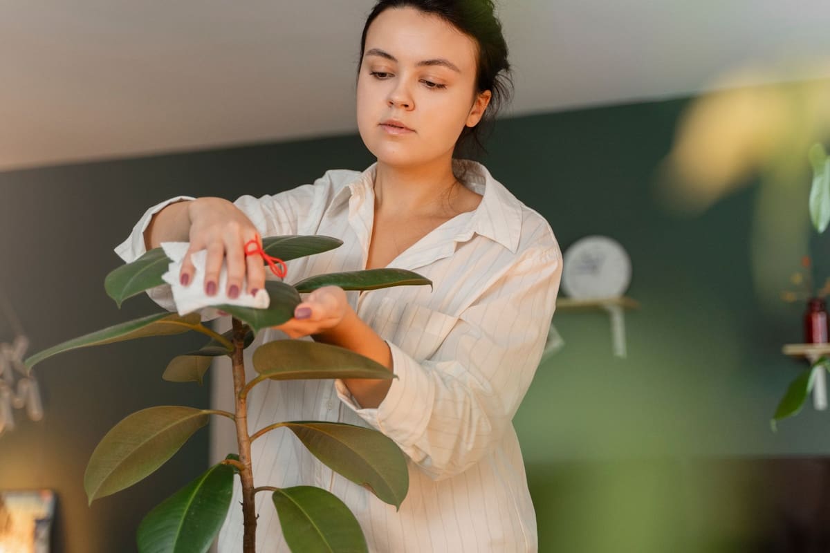 3 señales de que tus plantas no crecen por falta de limpieza y la técnica exacta para retirar el polvo según su tipo de hoja cada 15 días sin bloquear la fotosíntesis ni atraer plagas